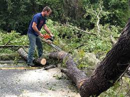 Reliable Perryopolis, PA Tree Care Solutions