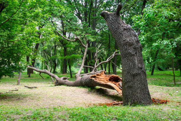 Best Storm Damage Tree Cleanup  in Perryopolis, PA