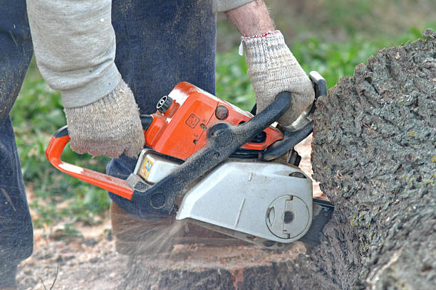 Best Weed Control  in Perryopolis, PA