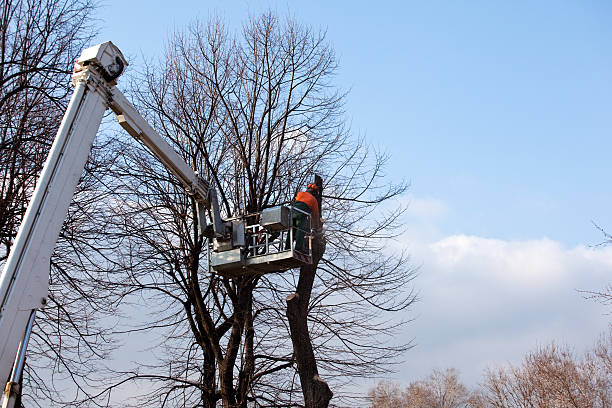 Best Hazardous Tree Removal  in Perryopolis, PA
