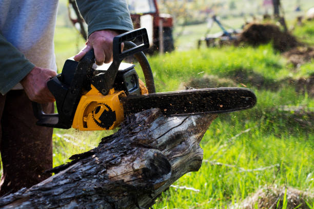 How Our Tree Care Process Works  in  Perryopolis, PA
